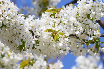 Blossoming tree with white flowers in spring