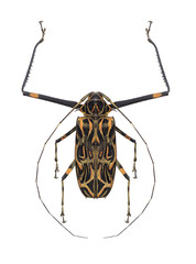 テナガカミキリ♀