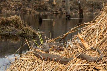 Northern Water Snake