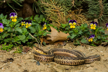 Eastern Garter Snake