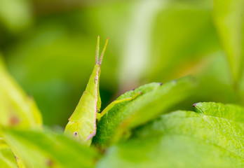 grasshopper on the leaf