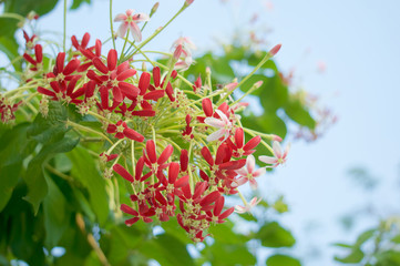 Chinese honeysuckle with green leaves with blue sky