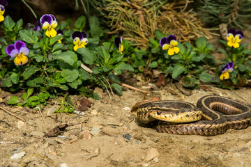 Eastern Garter Snake