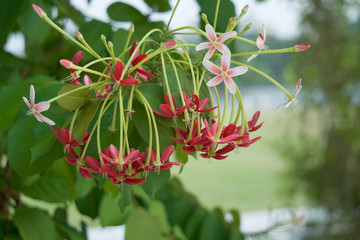 Quisqualis indica with green lawn as background