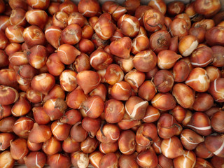 Pile of Tulip Flower Bulbs