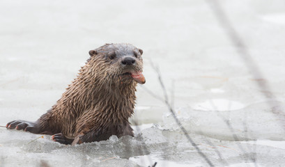 North American river otter (Lontra canadensis) in the wild.  Water mammal with wet fur, pops up out of an Eastern Ontario lake of ice & spring corn snow while eating a fresh frozen fish. 
