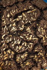 fresh tasty macro chocolate cookie