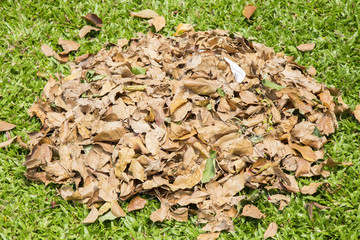 Pile of dry leaves on green grass.