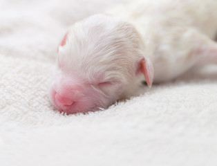 Newborn puppy dog just one hour