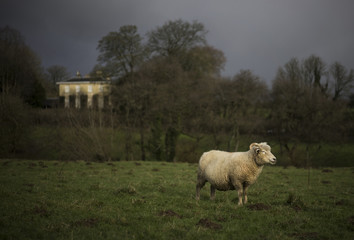 Dorset Sheep  - obrazy, fototapety, plakaty