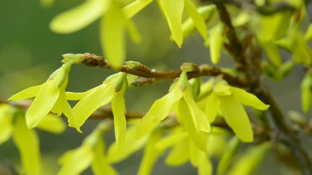 Forsythien, Bl&uuml;te im Fr&uuml;hjahr