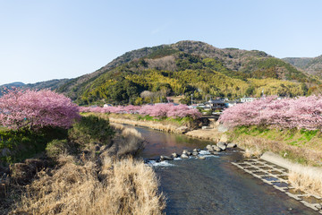 Fototapeta na wymiar Japanese city with sakura