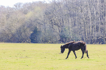 Wild horses in New Forest National Park
