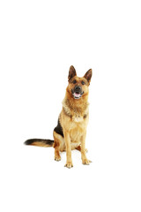 German shepherd isolated on a white background