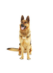 German shepherd isolated on a white background