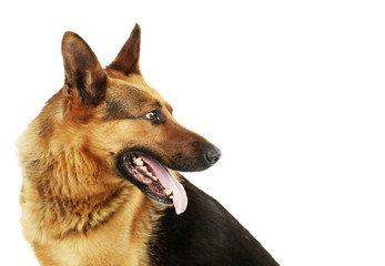 German shepherd isolated on a white background