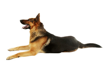 German shepherd isolated on a white background
