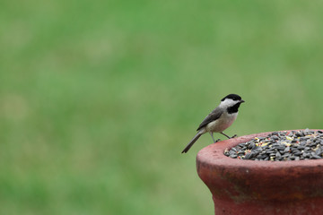 Carolina Chickadee