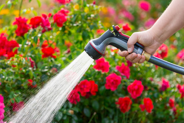 Watering garden flowers using hose