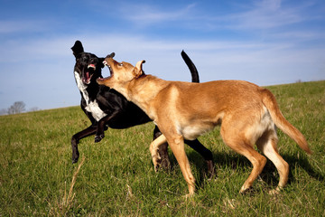 One black dog, one tan dog play fighting and snarling aggressively at each other on a green grassy field