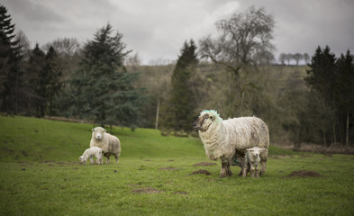 Cotswold Sheep and Lambs - obrazy, fototapety, plakaty