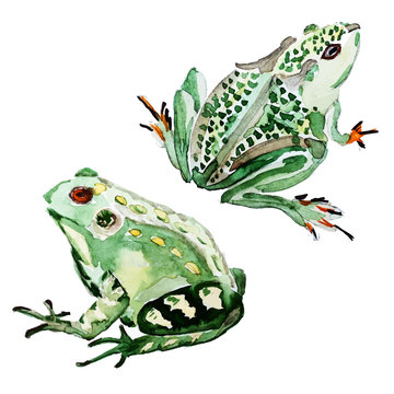 Watercolor vector hand drawn frog