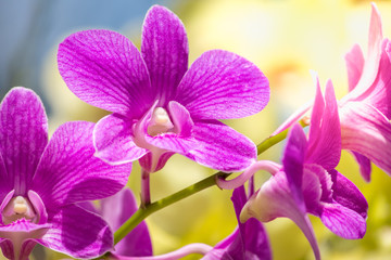 Fototapeta na wymiar Orchids bloom in the garden