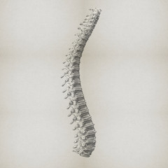 Human spine made from glass. Anatomy 3D illustration.