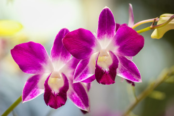 Orchids bloom in the garden