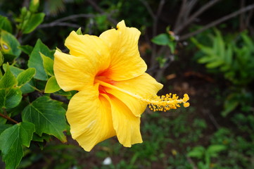 Yellow hibiscus flower in bloom © eqroy