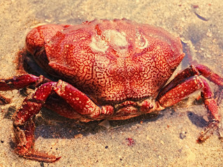 Red crab on the beach