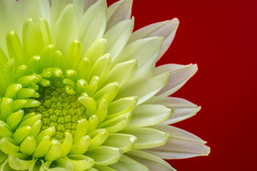Chrysanthemum flower on a red background.