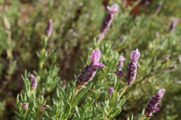 Fragrant purple lavender flowers