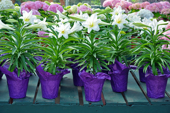 Fototapeta Pots of white easter lilies