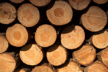 Fototapeta premium Stack of cut and stacked pine trunks,background.
