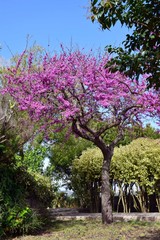 Cercis Siliquastrum: L' albero di Giuda