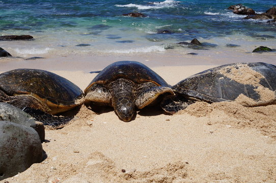 Wild Honu giant Hawaiian green sea turtles at Hookipa Beach Park, Maui