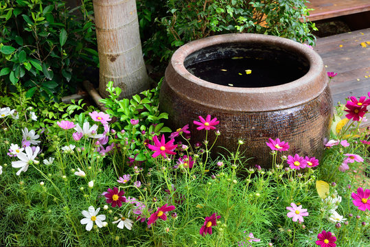 Fototapeta Ancient Thai jar for containing rain water in the garden with Cosmos flowers