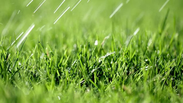 Focus pull across a lawn as slanted rain drops fall on the grass in slow motion. Shallow depth of field, recorded in 4K at 60fps.  Locked-off camera.