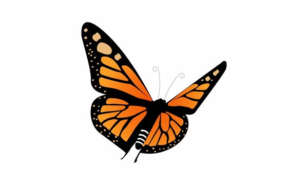 monarch butterfly logo vector