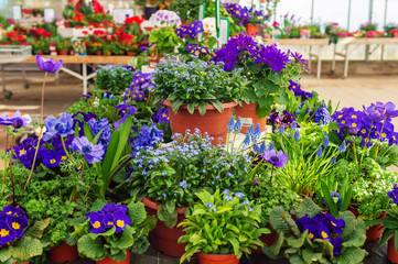 Fototapeta na wymiar Diversity of purple flowers in pots in flower shop