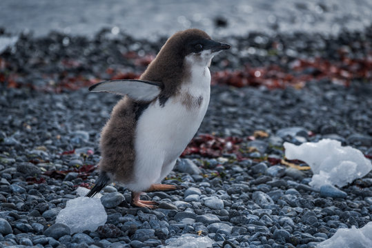 Adelie penguin chick running along stony beach