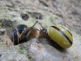 snails