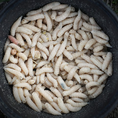 Fishing bait, maggots