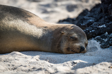Naklejka premium Galapagos sea lion asleep on sandy beach