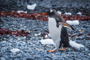 Fototapeta premium Gentoo penguin waddling along seaweed-strewn shingle beach