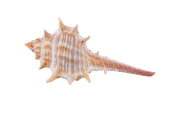 Sea shell on a white background