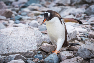 Naklejka premium Gentoo penguin waddling over rocks on beach