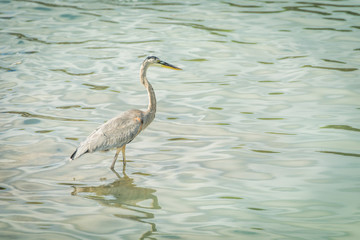 Great blue heron fishes in green water