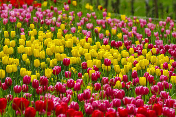 Tulpenblüte im Frühjahr auf der Insel Mainau im Bodensee